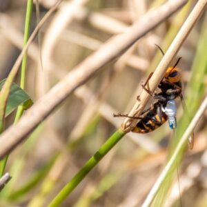 nukleer silah tesisinde radyoaktif ari yuvalari bulundu rDsUdVIu