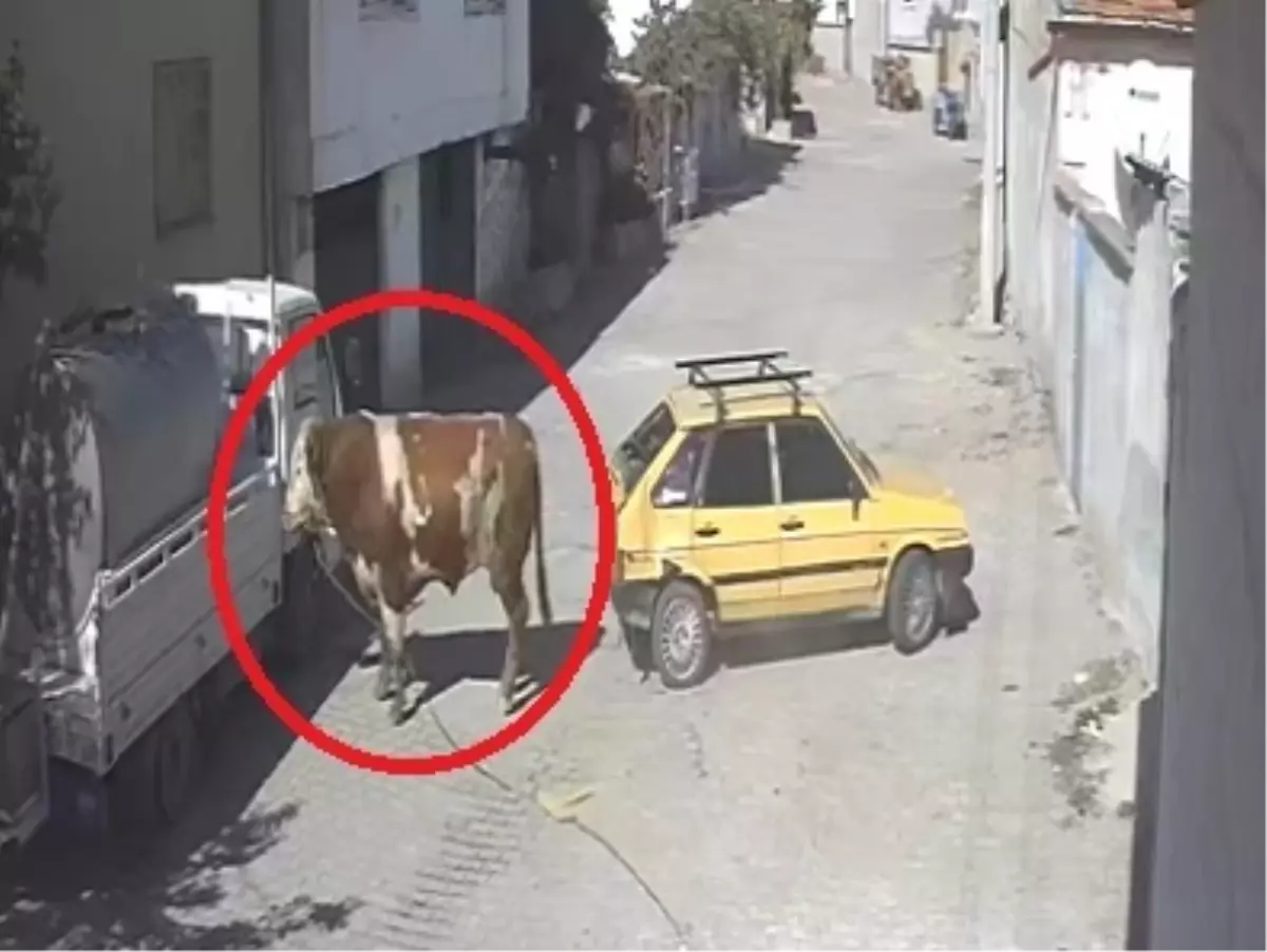 boga park halindeki araca zarar verdi qH1MPSbu.jpg