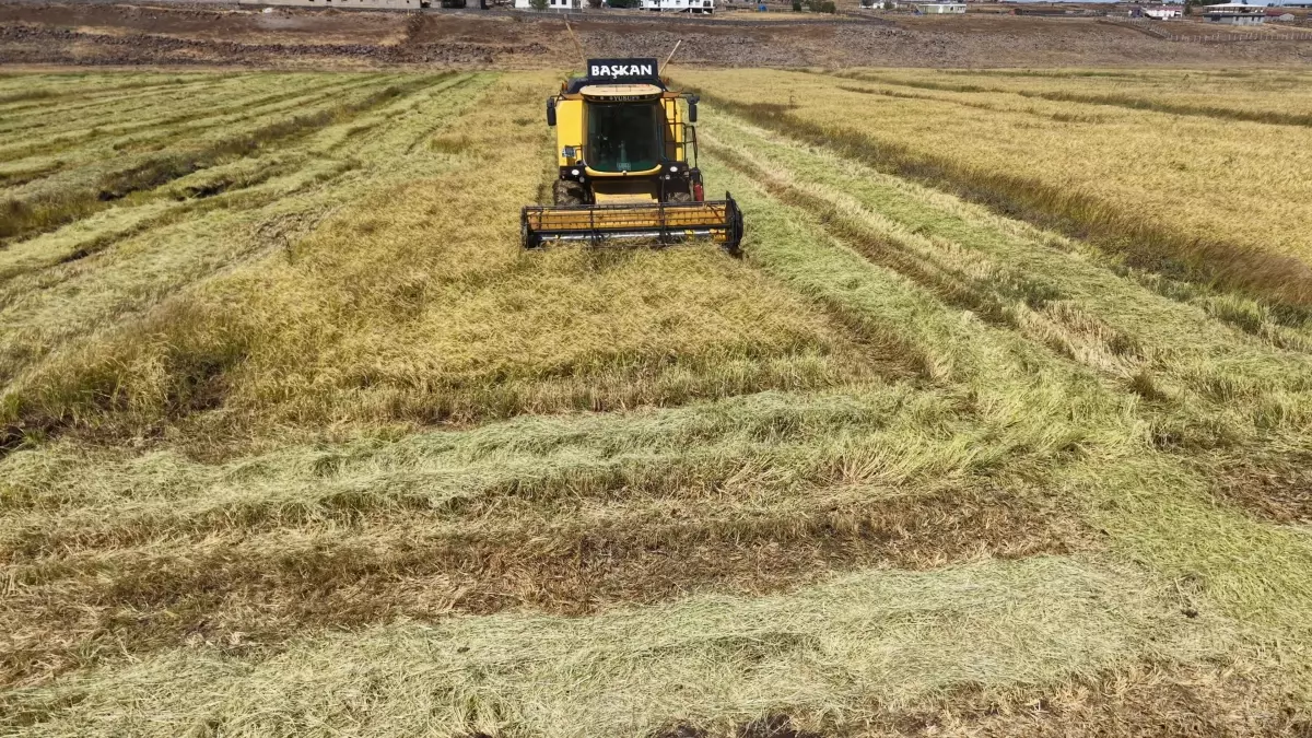 diyarbakirda organik pirinc uretimi Qs1eDEam