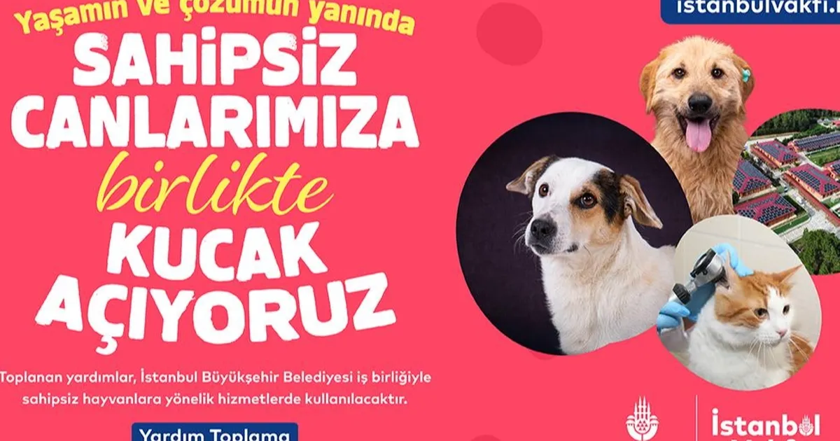 istanbul vakfindan sahipsiz can dostlarimiza destek cagrisi OaGaaKvb