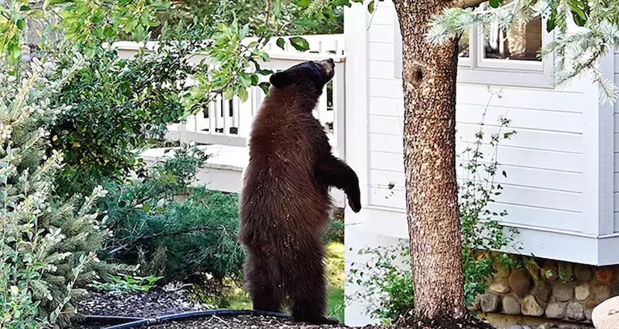markete giren ayinin saldirisinda 2 kisi yaralandi Mu439GBO
