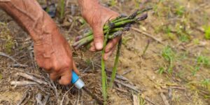 bir-kere-ekiliyor-15-yil-urun-veriyor-uc-ay-suren-hasadi-tum-turkiye-ve-ur3qX4ZM